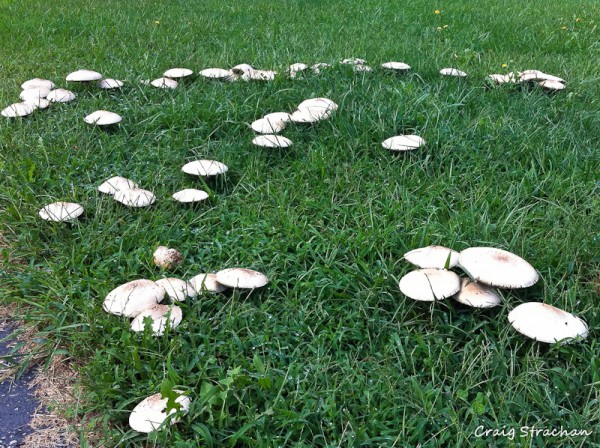 Mushroom patch